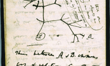 darwin's tree of life evolution