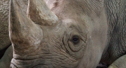 eastern black rhinos return to rwanda