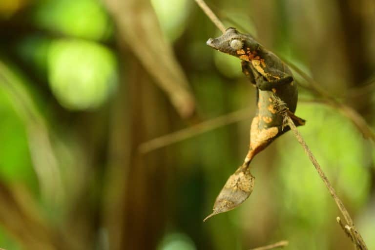 Uroplatus finaritra (leaf tailed gecko). Image by Mark D. Scherz