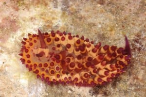 Janolus Flavoannulata (sea slug). Image Terry Gosliner California Academy of Sciences