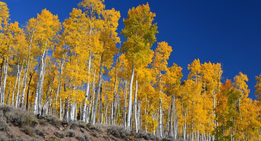 Pando in the Fall by J Zapell Public Domain Wikepedia