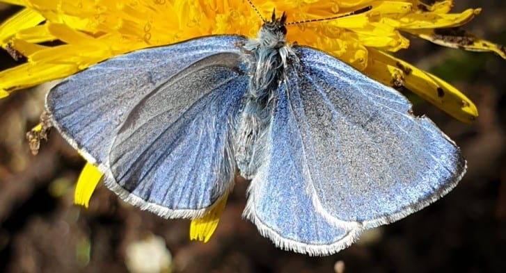 Common Blue Butterfly by 360 on History Podcast
