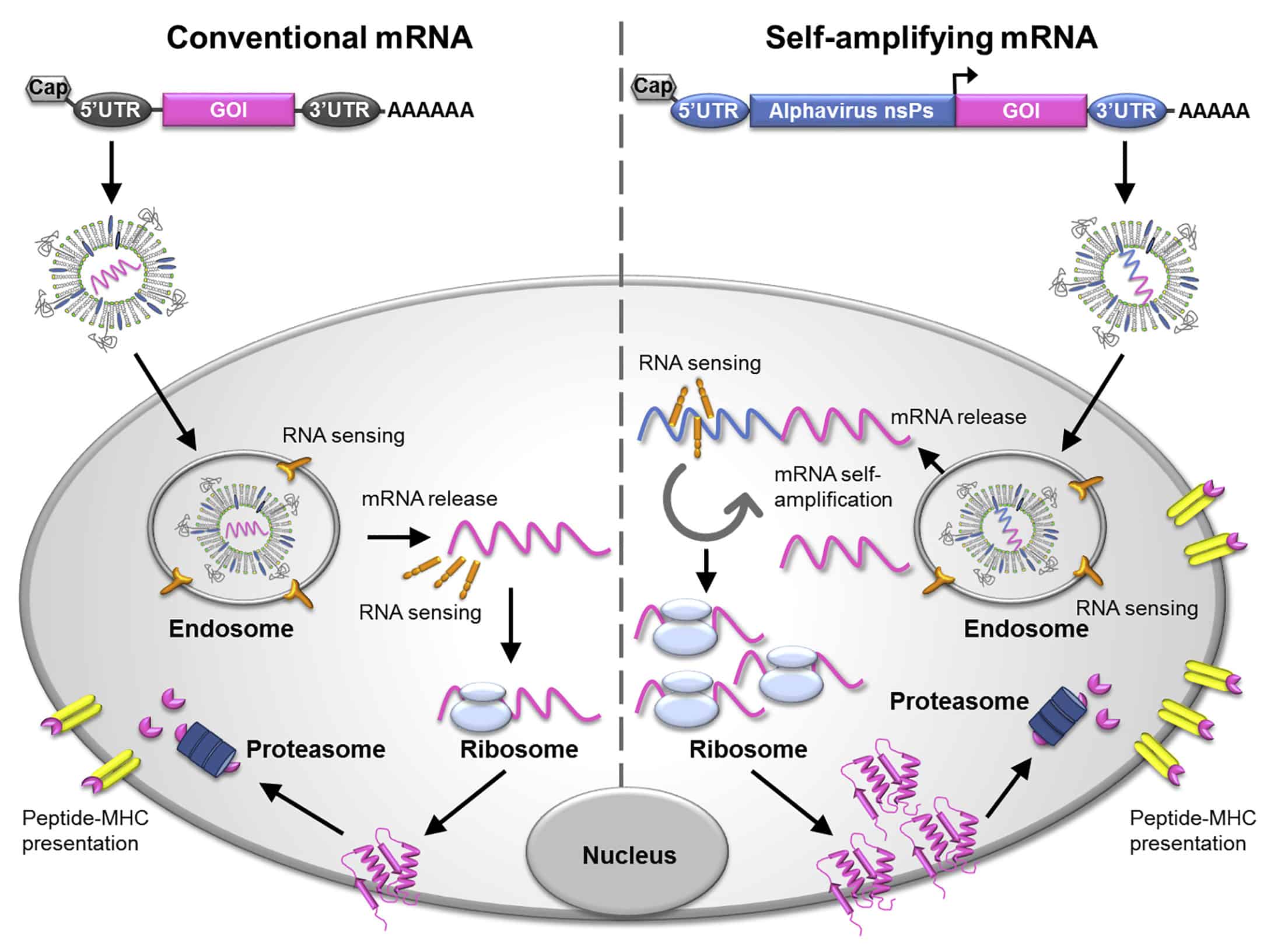 Conventional and Self-replicating mRNA. © 2019 The American Society of Gene and Cell Therapy.