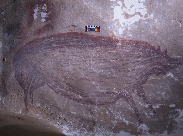 Sulawesi Warty Pig depicted in the oldest cave painting observed to date. By Maxime AUbert/ Griffith University - 360onhistory.com