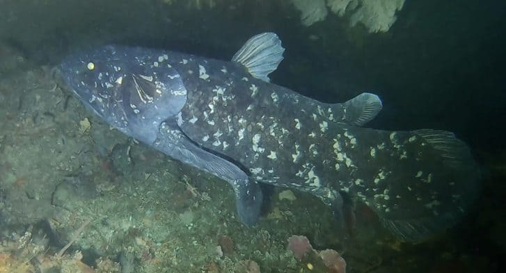 Coelacanth off Pumula on the KwaZulu Natal South Coast South Africa Nov 22 2019 Image Bruce A S Henderson CC BY 4