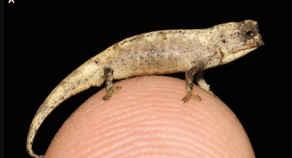 Male Brookesia nana, the smallest reptile in the world