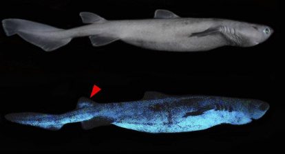 Glow in the dark kitefin shark recently discovered in New Zealand