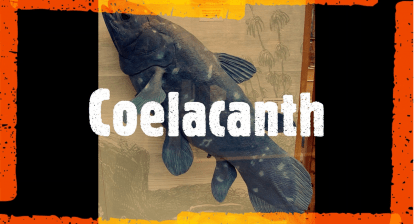 Coelacanth by 360 on History