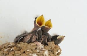 Barn swallow chicks in nest.