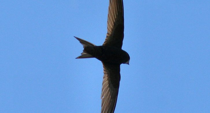 Common swift or Apus apus in flight