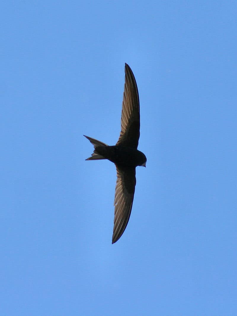 Common swift or Apus apus in flight