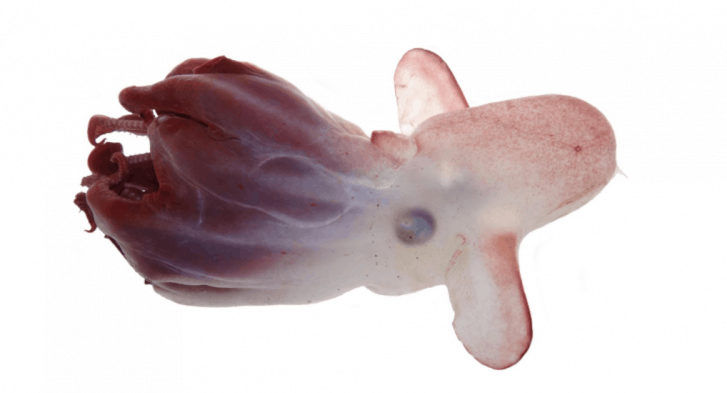 Grimpoteuthis imperator dumbo octopus recently discovered at Emperor Seamounts in the northwestern Pacific Ocean. Image: Alexander Ziegler