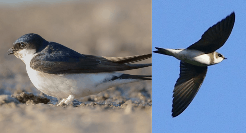 House martin on the ground and flying sand martin. 360 on History