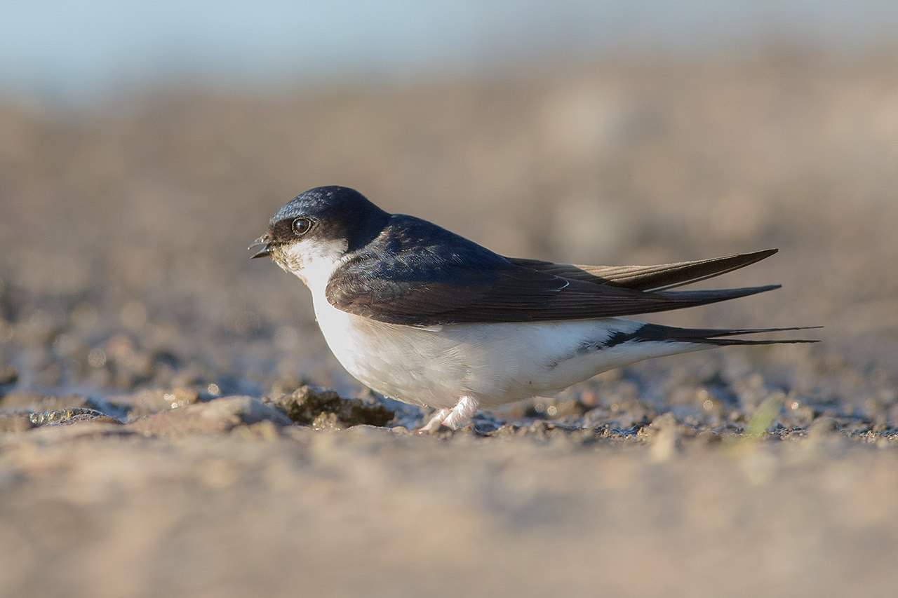 House martin in wales