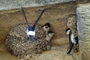 House martin mother and chicks in nest.