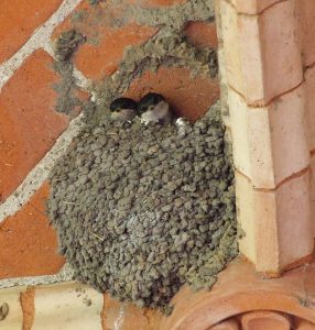 House martin nest with chicks.
