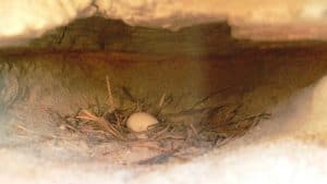 Sand martin nest with eggs.