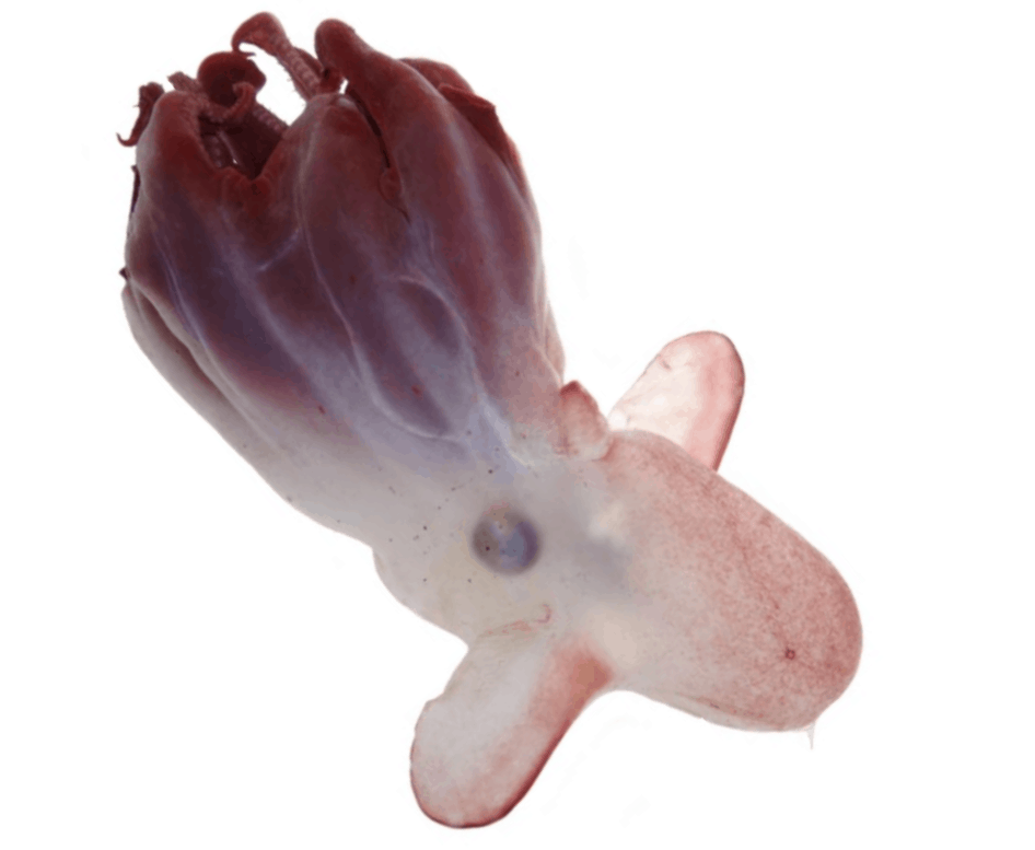 Grimpoteuthis imperator dumbo octopus recently discovered at Emperor Seamounts in the northwestern Pacific Ocean. Image: Alexander Ziegler et al, BMC Biology, 2021