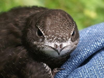 Swift chick before fledging