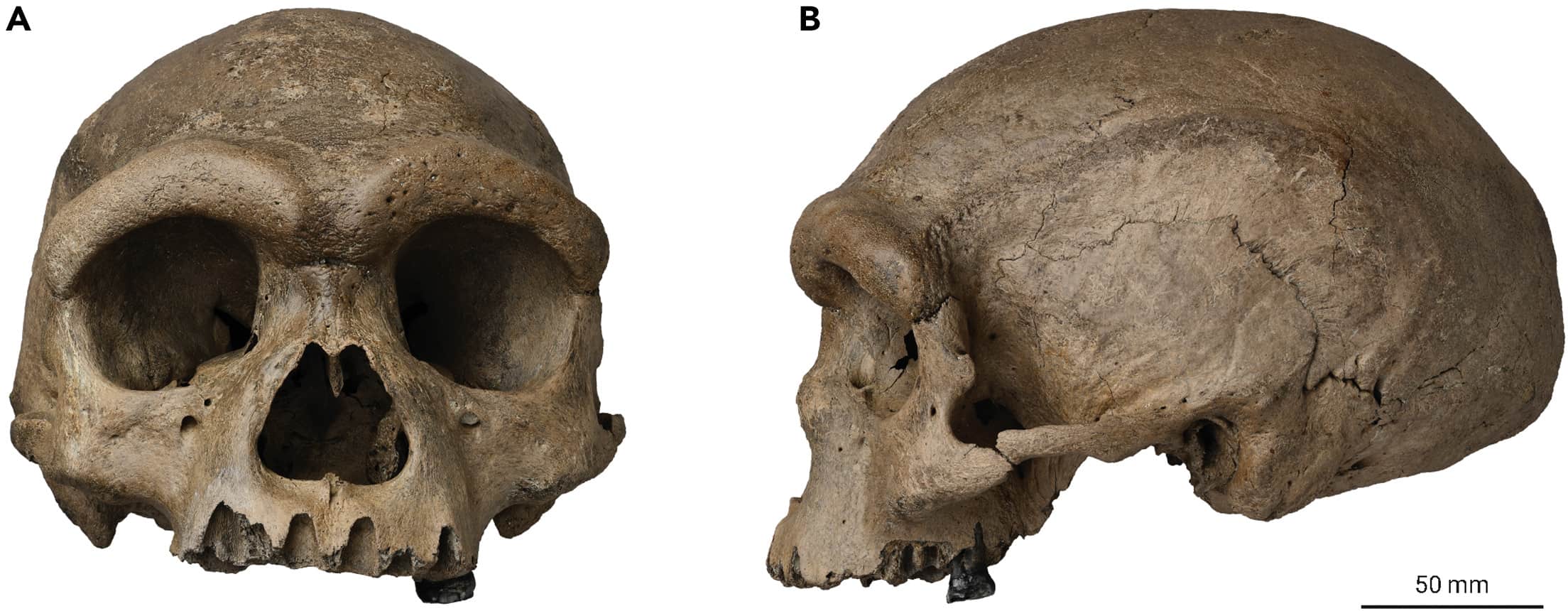 Homo longi or Dragon Man Skull revealed in China in June 2021. Credit Ji Q., Wu W., Ji Y., Li Q., and Ni X. (2021). Late Middle Pleistocene Harbin cranium represents a new Homo species. The Innovation