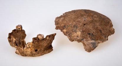 The Nesher Ramla human mandible on left and parietal bone on right. 360 on History