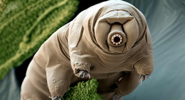 Tardigrade Paramacrobiotus craterlaki in moss. Posted by 360onhistory.com
