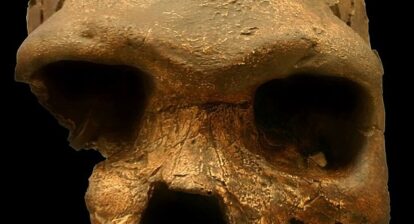Bodo cranium. Homo bodoensis. posted by 360onhistory.com