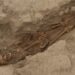A human skeleton unearthed at Huaca Santa Rosa de Pucalá (Image credit: Edgar Bracamonte Lévano)