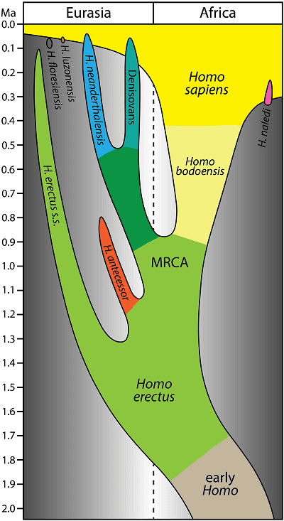 A simplified model for the evolution of the genus Homo over the last 2 million years, with Homo bodoensis sp. nov. positioned as the ancestral (mostly African) form of Homo sapiens. Posted by 360onhistory.com