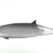 Ramari's beaked whale, Mesoplodon eueu. 360onhistory.com