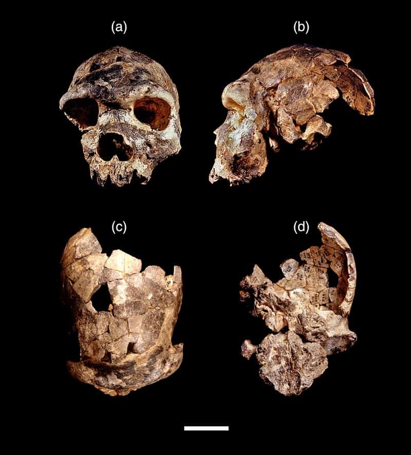 Homo bodoensis, a new name for one of our ancient human ancestors. Posted by 360onhistory.com