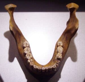 Mandible (lower jaw) of the type specimen of Homo heidelbergenis from Mauer near Heidelberg, Germany (replika, Museum Mauer). Posted by 360onhistory.com