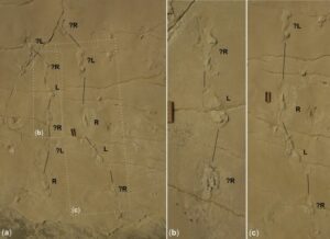Trackways. (a) Two trackways from surface B2, details shown in (b) and (c). R and L indicate right and left footprints found on Crete in 2017.