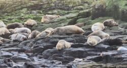 Grey Seals at Farne Island England by 360onhistory.com