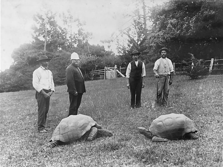 Jonathan (left tortoise) photographed circa 1882-1886 at the governor's residence in St. Helena. (Photo: Wikimedia Commons, Public domain)