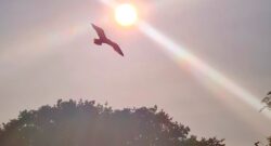 Silhouette of bird flying by the Sun on June 21, 2022. June Solstice. 360onhistory.com