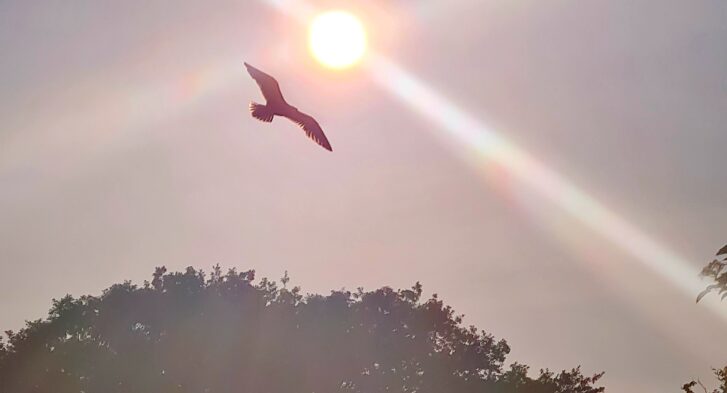 Silhouette of bird flying by the Sun on June 21, 2022. June Solstice. 360onhistory.com