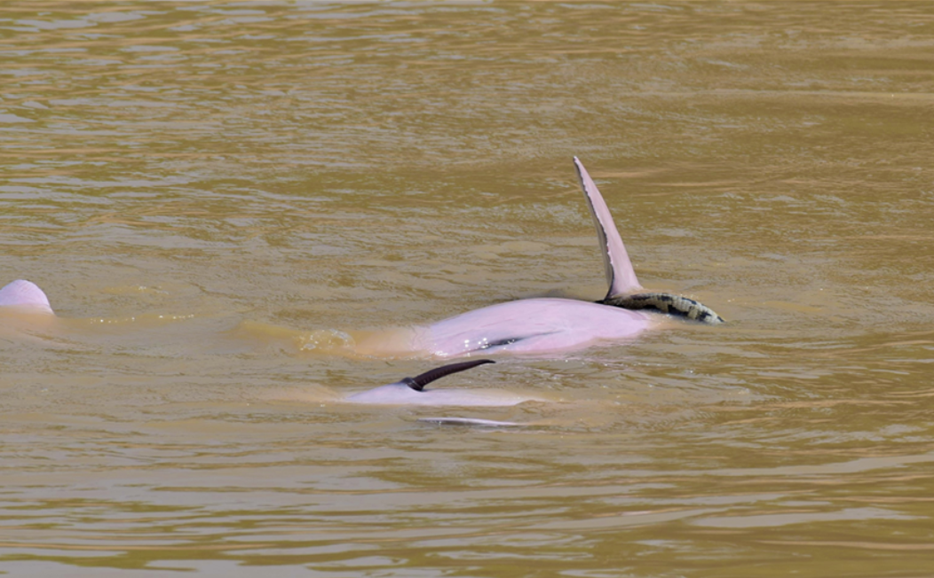 Two adult male Bolivian river dolphins playing with a Beni anaconda in a Bolivian river.