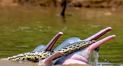 Two adult male Bolivian river dolphins playing with a Beni anaconda in a Bolivian river.