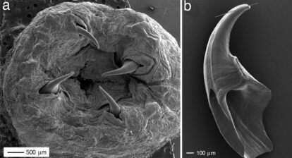 SEM micrographs of a Glycera proboscis, showing the four eversible jaws (a) and a single extracted jaw (b). Line in b indicates the approximate orientation of microtomed sections. Credit Pontin et al PNAS 2007