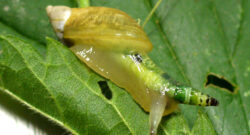 Snail Succinea putris with broodsac flatworm inside left tentacle Wikimedia
