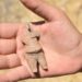 This 7,800-year-old female figurine found in Ulucak Mound, Izmir, Türkiye (DHA). The figure is on the palm of someone's hand, has a narrow pointy head and bulging stomach. Source: Daily Sabah