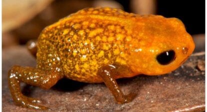 Scientists are discovering new species of Brachycephalus on a regular basis, such as this B. auroguttatus described in 2015. PHOTO BY RIBEIRO ET AL. (2015) CC-BY-NC