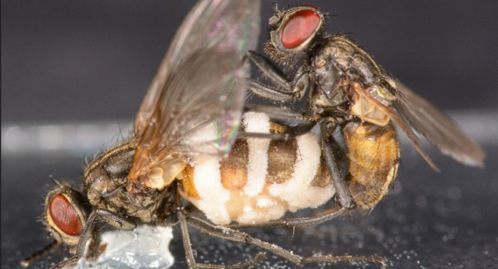 A male fly trying to mate with a female corpse held in place by a dab of Vaseline. The fungus has grown out of the rear body segment and is visible as large white patches from which spores are ejected. Credit: Filippo Castelucci University of Copenhagen