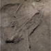 Human Skeleton of a child from 31,000 year ago with its amputated left leg outstretched (Maloney et al., Nature, 2022)