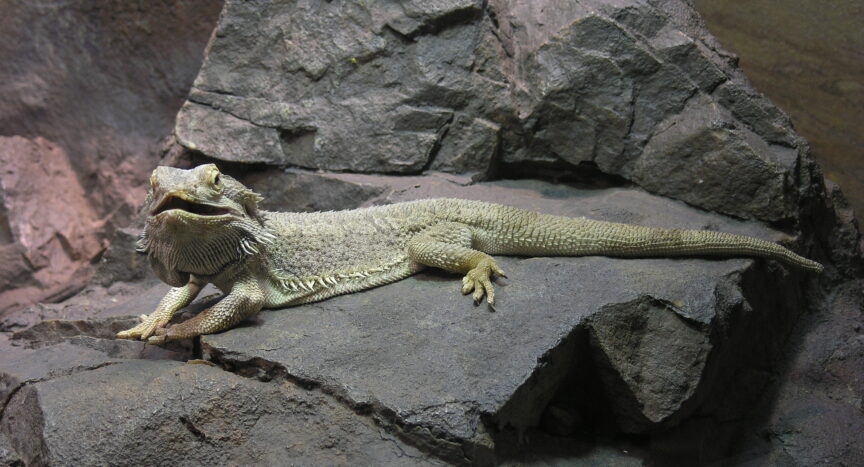 Pogona vitticeps or bearded dragon sitting on a rock