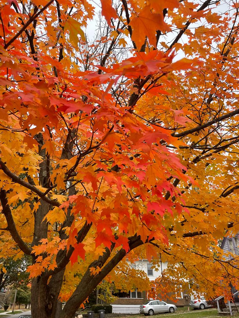 Close up of a maple with orange leaves in the fall / autumn.