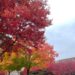 Autumn or fall scene where trees and shrubs are showing reds, oranges and pink colours. By 360onhistory.com