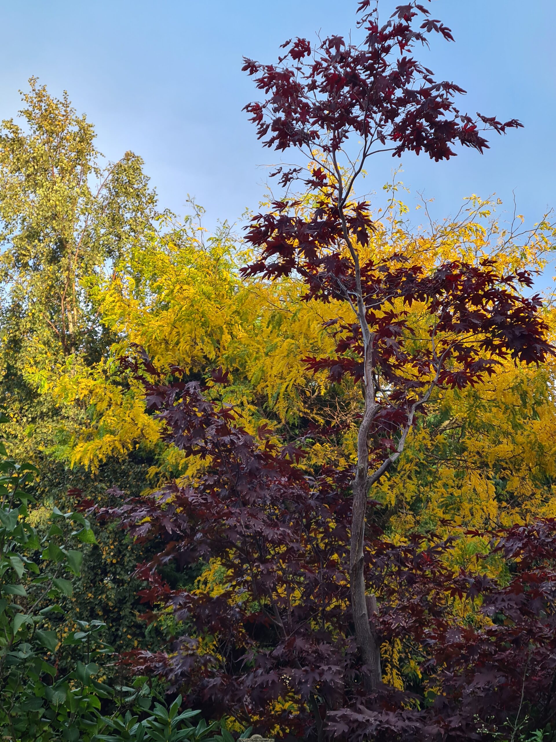 Leaves turning from green to yellow in the background and in the foreground a purple Japanese maple tree.