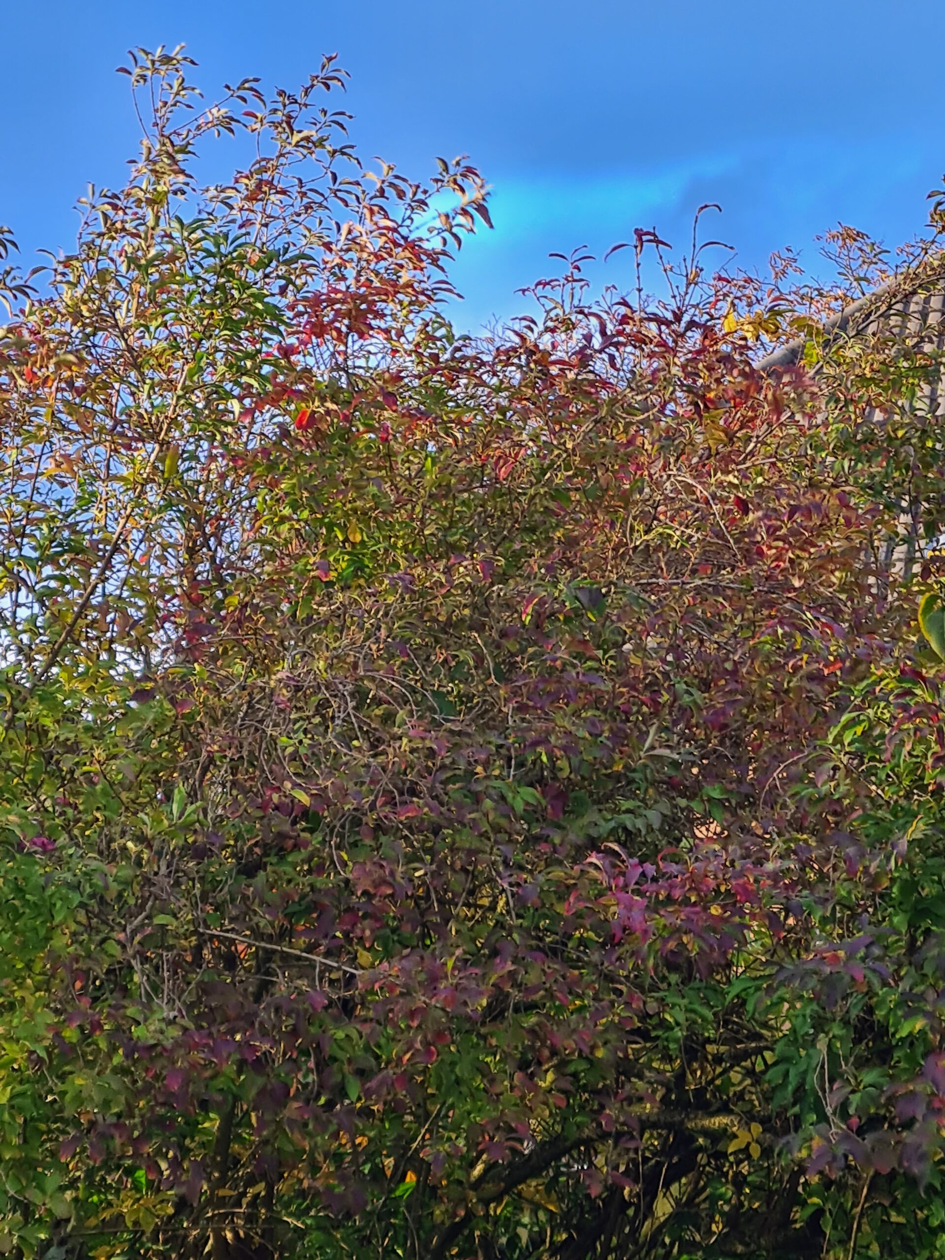 A forsythia plant in autumn/ fall with green and pinkish leaves, just before leaf fall.